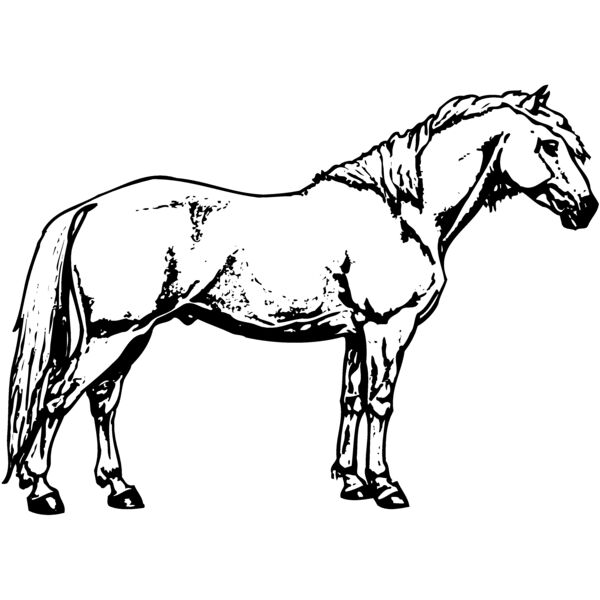 HORSE016 Thumbnail